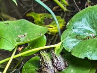 Frösche im Gartenteich  iPhone 13 Pro Max  - 24.08.2025 -