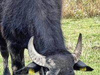 Wasserbüffel auf der Bislicher Insel  iPhone 13 Pro Max  - 04.09.2025 -