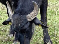 Wasserbüffel  iPhone 13 Pro Max  - 04.09.2025 -