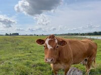 Einzelgängerin  iPhone 13 Pro Max  - 04.09.2025 -