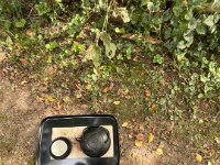 Grüner Tee im herbstlichen Garten  iPhone 13 Pro Max  - 19.09.2025 -