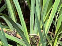 Frösche im Gartenteich  iPhone 13 Pro Max  - 28.09.2025 -