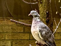 Ringeltaube  iPhone 17 Pro Max   - 13.10.2025  -