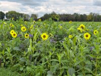 Sonne am Feldrand  iPhone 17 Pro Max   - 17.10.2025  -