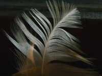 Feder  iPhone 17 Pro Max   - 01.11.2025  -