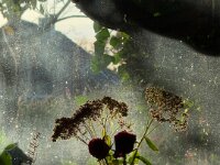 Morgenlicht  iPhone 17 Pro Max   - 05.11.2025  -