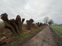 Kopfweiden I  iPhone 17 Pro Max   - 12.12.2025  -