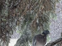 Die Ringeltaube im Schnee  iPhone 17 Pro Max   - 07.01.2026 -