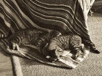 Stromer & Mito, Brüder im Schlaf  iPhone 8 Plus  - 10.Mai 2019 : Kater, Katze, Katzen, Mito, Stromer