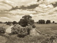 Weiden hinterm Deich  iPhone 8 Plus   - 31.Mai 2019 - : Büsche, Himmel, Landschaft, Rheindeich, Rheinwiesen, Weide, Wolken