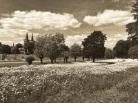 Blick auf den Xantener Dom  iPhone 8 Plus   - 31.Mai 2019 - : Bäume, Dom, Landschaft, Margaritten, Wiese, Wolken, Xanten