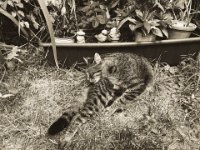 Struppi  iPhone 8 Plus  -06.August 2019 - : Garten Erlenstraße, Kater, Katze, Struppi