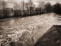 Hochwasser - Einlauf in die Rheinwiesen  iPhone 8 Plus  - 06.Februar 2020 - : Wiese, Rhein, Fluss, Hochwasser, Bäume