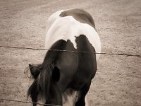 Das bunte Pferd  iPhone 8 Plus  - 22.05.2020 - : Weide, Pferd, Landschaft