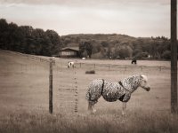 Ich bin kein Zebra  iPhone 8 Plus  - 22.05.2020 - : Weide, Pferd, Landschaft