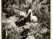 Der Reiher im Herbstfarn  iPhone 5s, dark Sepia Bearbeitung - 25.10.2016 - : Farn, Garten Erlenstraße, Herbst, Reiher, Teichsteg