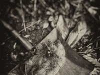 Tod des Igels  iPhone 5S, grafische sepia Bearbeitung   - 10,Januar.2017 - : Garten Erlenstraße, Igel, Tod, Winter