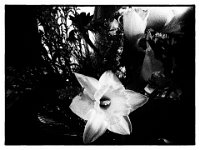 Narzisse  iPhone 5s, Bearbeitung Film Noir  - 28.02.2017 - : Blumen, Blüte, Blüten, Narzisse, Stillleben