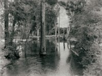 Niederrhein -  Senke mit abgestorbenen Bäumen  iPhone 5s, Bearbeitung als Nassplatt  - 27.06.2017 - : Bäume, Rheinwiesen, Teich, Wasser