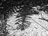 Licht und Schatten  iPhone 5S, Bearbeitung black und white  - 02.07.2017 - : Blatt, Garten Erlenstraße, Gras, Licht und Schatten, Trittstein