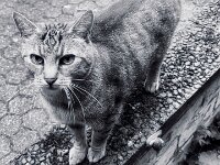 Kater Mito und Schnecke  iPhone 13 Pro Max  - 02.08.2025 -