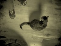 Grey  iPhone 8 Plus, Grafische sepia Nassplatte Bearbeitung  - 24.10.2017 - : Füsse, Grey, Katze, Katzenkorb, Wohnung