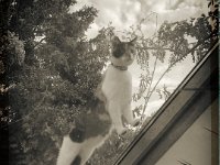 Lilly auf meinem Dachfenster  iPhone 8 plus, sepia fotografische Bearbeitung  - 27.April 2018 - : Blüten, Dachfenster, Glyzinie, Hornveilchen, Juttas Katze, Katze, Lilly, Wolken