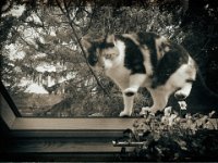 Lilly auf meinem Dachfenster  iPhone 8 plus, sepia fotografische Bearbeitung  - 27.April 2018 - : Blüten, Dachfenster, Glyzinie, Hornveilchen, Juttas Katze, Katze, Lilly, Wolken