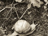 Die Schnecke  iPhone 8 plus,  Sepia grafische Umsetzung   - 03.August 2018 - : Garten Erlenstraße, Schnecke