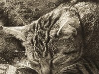 Mito schläft  iPhone 8 plus, Sepia grafische Umsetzung   - 03. August 2018 - : Futonsofa, Kater, Katze, Mito, Wohnraum, Wohnung