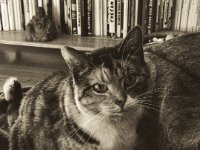 Middle  iPhone 8 Plus back dual camera 6.6mm f/2.8, Sepia Umsetzung  - 01.10.2018 - : Katze, Middle, Wohnraum, Wohnung
