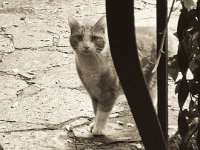 Ein neuer Besucher  iPhone 8 plus, sepia analog Bearbeitung  - 10.Dezember 2018 - : Erlenstraße, Fremde Katze, Hauseingang, Kater, Katze