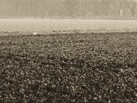 Der Reiher im Feld  iPhone 8 plus, sepia analog Bearbeitung  - 12.Dezember 2018 - : Felder, Landschaft, Landwirtschaft, Niederrhein, Reiher, Vogel