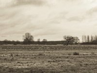 Ein Reiher unter Gänsen  iPhone 8 plus, sepia analog Bearbeitung  - 06.Januar 2019 - : Gänse, Landschaft, Weide, Wildgänse