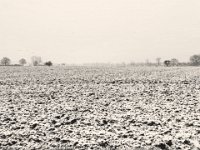 Schneeacker  iPhone 8 plus, sepia Umsetzung  - 30.Januar 2019 - : Acker, Felder, Schnee, Wildgänse, Winter