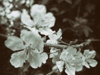 Kirschblüten  iPhone 5s, Bearbeitung als Nassplatt - 06.04.2017 - : Blüten, Garten Erlenstraße, Kirschblüten