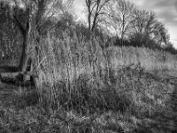 Februarschilfgras  PENTAX K-3 Mark III Monochrome, HD PENTAX - D FA 2.8/24-70 ED SDM WR  -02.02.3036 -