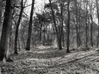 Waldweg Testerberge  PENTAX K-3 Mark III Monochrome, HD PENTAX - D FA 2.8/24-70 ED SDM WR  -02.02.3036 -
