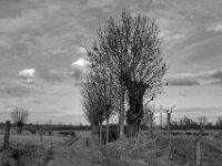 Weg zum Rhein  PENTAX K-3 Mark III Monochrome, HD PENTAX - D FA 2.8/24-70 ED SDM WR  -02.02.3036 -