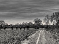 Felder und Kopfweiden  PENTAX K-3 Mark III Monochrome, HD PENTAX - D FA 2.8/24-70 ED SDM WR  -02.02.3036 -