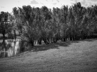 Schafherde im Naturschutzgebiet  Pentax K-3 Mark III Monochrome, SMC PENTAX-FA 1.9/43 Limited  - 02.09.2026 -