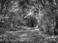 In den Wald hinein  Pentax K-3 Mark III Monochrome, SMC PENTAX-FA 1.9/43 Limited  - 02.09.2026 -