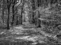 Weiter im Wald Testerberge  Pentax K-3 Mark III Monochrome, SMC PENTAX-FA 1.9/43 Limited  - 02.09.2026 -