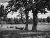 Zwei stehen noch, der dritte Baumstamm liegt  daneben  Pentax K-3 Mark III Monochrome, SMC PENTAX-FA 1.9/43 Limited  - 02.09.2026 -