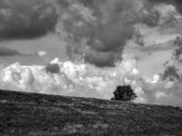 Baum hinterm Rheindeich  Pentax K-3 Mark III Monochrome, SMC PENTAX-FA 1.9/43 Limited  - 02.09.2026 -