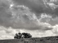 Deich, Baum und Wolken  Pentax K-3 Mark III Monochrome, SMC PENTAX-FA 1.9/43 Limited  - 02.09.2026 -