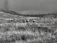 Störche und Wildgänse  Pentax K-3 Mark III Monochrome, SMC PENTAX-FA 1.9/43 Limited  - 02.09.2026 -