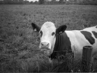 Vertrauen und Kontaktaufnahme  CHINON  Auto 3001 Multifocus, Kentmere Pan 400  - 04.05.2026 -