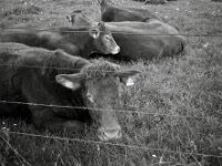 Markiert und gezeichnet  CHINON  Auto 3001 Multifocus, Kentmere Pan 400  - 04.05.2026 -