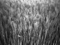 Gerste  CHINON  Auto 3001 Multifocus, Kentmere Pan 400  - 04.05.2026 -